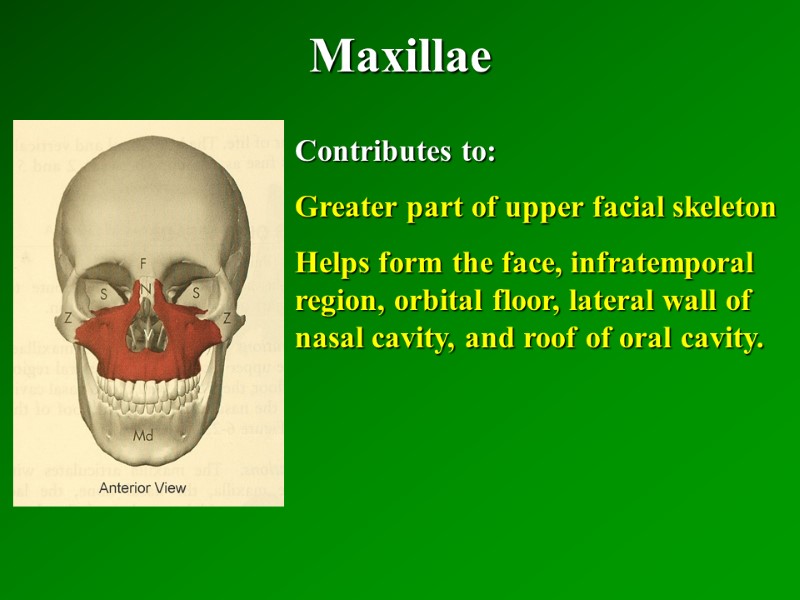 Maxillae   Contributes to: Greater part of upper facial skeleton Helps form the